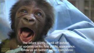 Its a Gorilla Baby Gorilla Update [upl. by Aehsan]