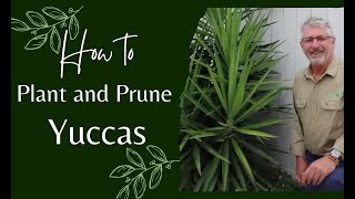 How to Prune and Plant Yuccas [upl. by Haggar222]