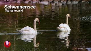 SCHWANENSEE Tschaikowsky 🦢🎻Ballettmusik 🎻🦢 NATURE amp CLASSICS  Best of Klassik die man hören muss [upl. by Vicky]