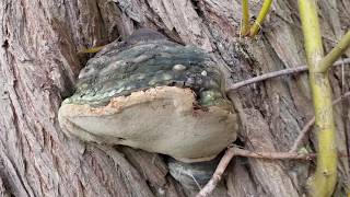 Der Gemeine Feuerschwamm Phellinus igniarius Pilz Mushroom Sammeln Baum Tree Wald [upl. by Antin926]