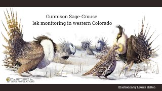 Gunnison SageGrouse lek monitoring in Western Colorado [upl. by Airreis]