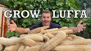 The Complete LuffaLoofah Growing Guide  What You Didn’t Know About Growing Luffa [upl. by Kerrill]