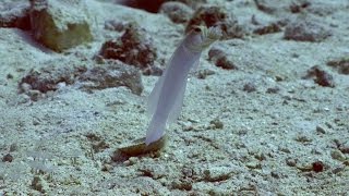 Jawfish Spits Out And Swallows Own Eggs [upl. by Shermie]