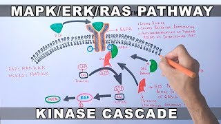 MAPKERK Signaling Pathway [upl. by Trina]