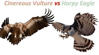 Cinereous Vulture vs Harpy Eagle 2019 [upl. by Arten]