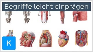 Wie man sich anatomische Begriffe leicht einprägt  Anatomie des Menschen  Kenhub [upl. by Abbottson]