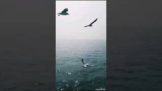 Beautiful Arabian Sea Birds Catching food Mumbai raremoment must watch viralvideo ytshorts [upl. by Eenaffit]