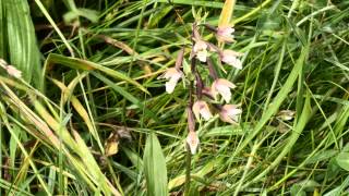 Marsh Helleborines  Epipactis palustris [upl. by Aicarg741]