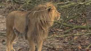 Introductie van twee leeuwenmannen  Burgers Zoo Natuurlijk  Arnhem [upl. by Nottap915]