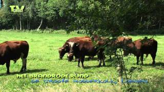 Het Brandrode rund  Deep red cattle  stiertjes in de wei [upl. by Tertias]