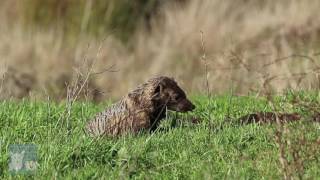 American Badger Hunting Gophers [upl. by Lahsram534]