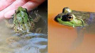 Green Frog vs Bullfrog  CREATURE FEATURE 6 [upl. by Jerrol]