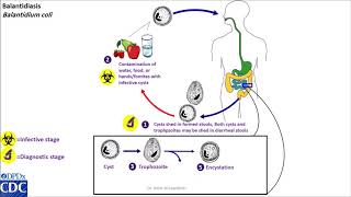 Balantidium coli life cycle [upl. by Zednanref]