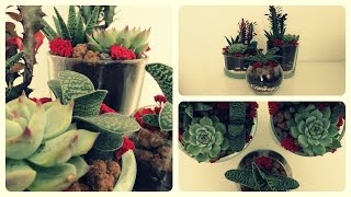 Sukkulenten im Glas  Planting Succulents [upl. by Nuahs]