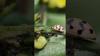 Zig zag lady bird beetle predating on aphids coccinellidae ladybug nature wildlife agriculture [upl. by Boeke]