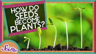 How Does A Seed Become A Plant  Backyard Science  SciShow Kids [upl. by Garris]