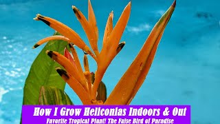 How I Grow Heliconias Indoors and Outside  False Bird of Paradise [upl. by Hervey851]