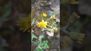 Golden Ragwort [upl. by Ennaegroeg]