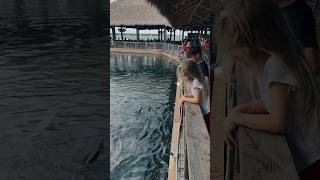 Feeding The Tarpons 🐟 shorts [upl. by Hairam]