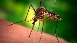 Santé  Tout savoir sur le paludisme ou malaria [upl. by Acherman]