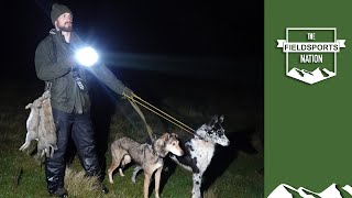 Lamping rabbits with lurchers – fast runs [upl. by Katey]