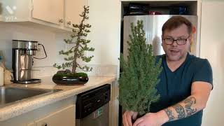 How to turn a living Christmas tree into bonsai Dwarf Alberta spruce part 1 of 3 [upl. by Havot]