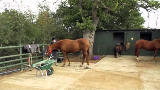 Horse Management at Cirencester College [upl. by Kcirednek]