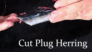 How to rig a Cut Plug Herring for Salmon Fishing Great for Trolling and Mooching [upl. by Mikihisa]