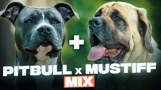 Bullmastiff vs Pitbull Terrier  American Pitbull Terrier vs Bullmastiff  Billa Boyka [upl. by Naujid]