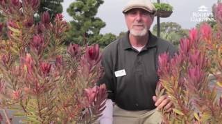 How to Prune a Leucadendron with David Rizzo [upl. by Yram]