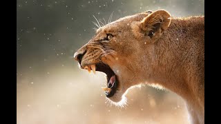 Do lioness roar [upl. by Aneroc]