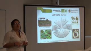 Transesterificación in situ a partir de semillas de Jatropha Curcas [upl. by Inotna]