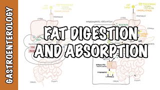 Fat lipid digestion and absorption physiology [upl. by Gavrila700]