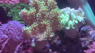 LOW MAINTENANCE Soft Coral Tank  Waterbox 602  1y7m Update [upl. by Sirak19]