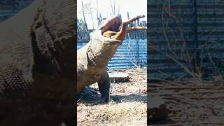 Incredible Sight Komodo Dragon Eating Goat Alive [upl. by Alaet]