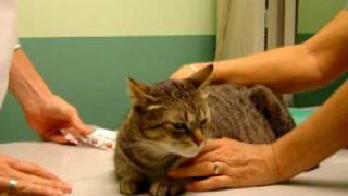 How to Give Your Cat Liquid Medication [upl. by Cinda999]