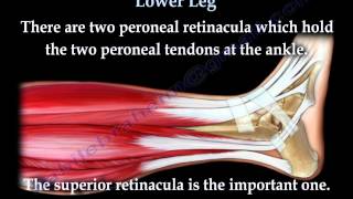 Anatomy Of The Lower Leg  Everything You Need To Know  Dr Nabil Ebraheim [upl. by Mayberry]