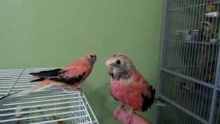 Bourke Parakeet Cage Set up and Cage Tour [upl. by Nosretep379]