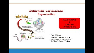 Eukaryotic Chromosome Organisation Simple and easy to understand [upl. by Pliner]