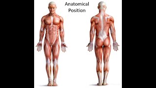 Anatomical Position and Directional Terms  Visible Body [upl. by Bendicta]