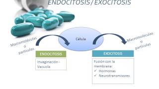 Tema 2 FARMACOCINÉTICA Absorción [upl. by Elik]