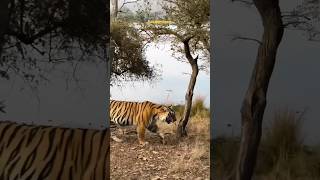 Tiger close to Lake ranthambore ranthambhore wildlife tiger cat animal yt shorts bigcat [upl. by Sueaddaht974]