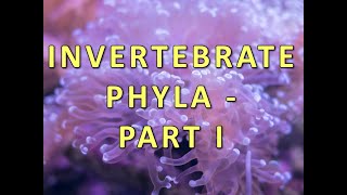 Invertebrate Phyla  Part I [upl. by Letsou550]