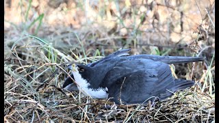 A few minutes of Sparrowhawk magic [upl. by Kathryne]