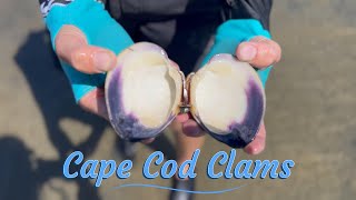 Cape Cod Clams Ep1 Saltwater Protein [upl. by Naillil]