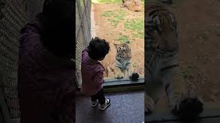 Baby with tiger scary TheTigerofMysore mysore zoo [upl. by Eisenhart]