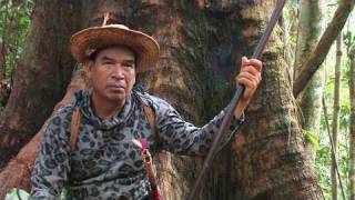 The Forbidden forests of the Dayak Borneo Indonesia [upl. by Acissev]