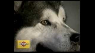 Alaskan Malamute  il documentario [upl. by Matthei]