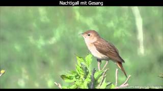 Nachtigall mit Gesang  Nightingale singing 1080p HD [upl. by Neltiak]