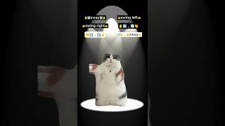 WOP  J Dash TikTok Dance Tutorial cat funny catmemes [upl. by Wystand]